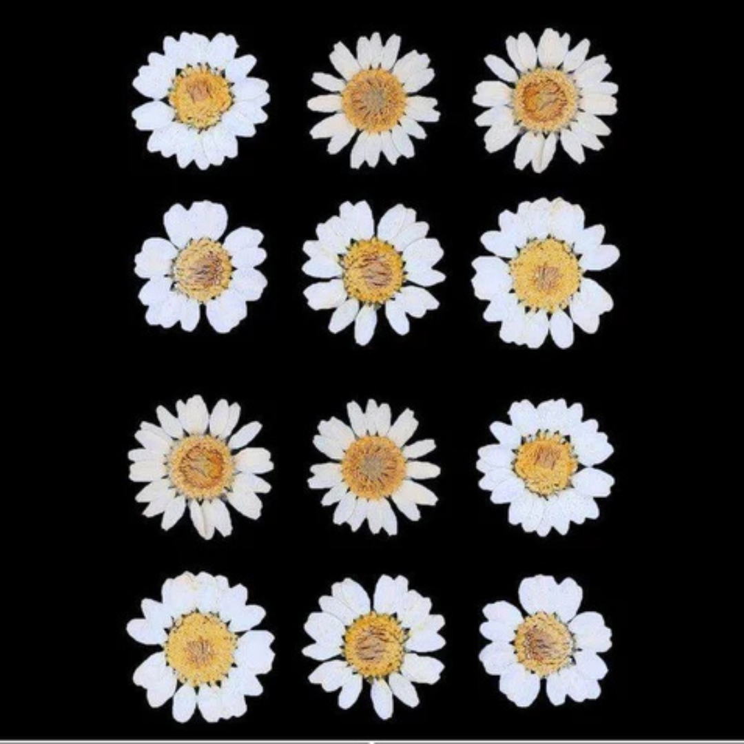 White Color Pressed Flower