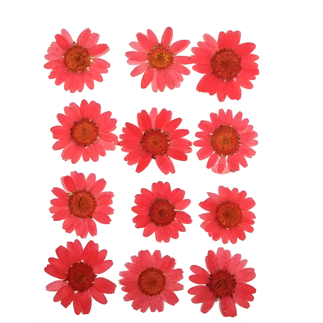 Red Color Pressed Flower