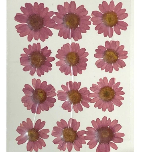 Peach Color Pressed Flower