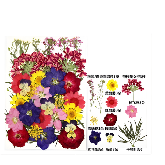Mix Multicolor Pressed Flower