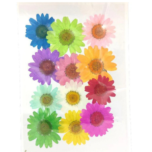 Multi Color Pressed Flower