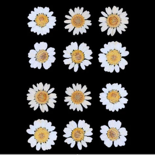 White Color Pressed Flower
