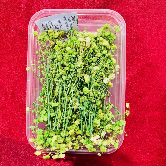 Baby Breath Flowers Green Color