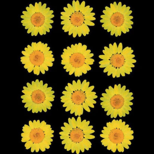 Yellow Color Pressed Flower