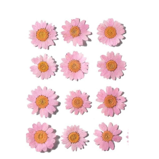 Pink Color Pressed Flower