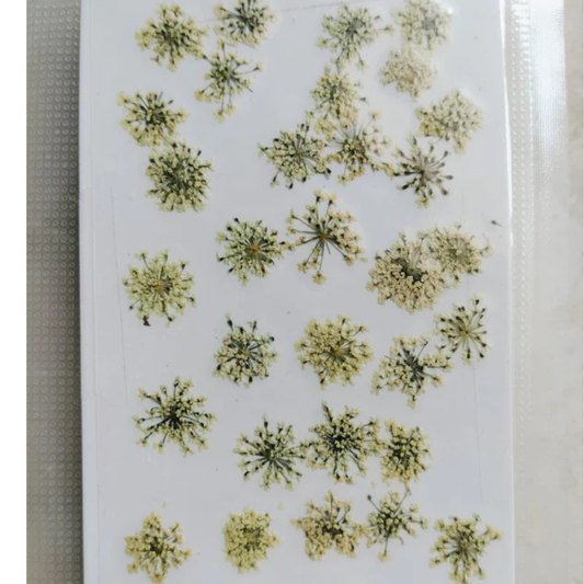 White Pressed Queen Anne's Lace Flowers
