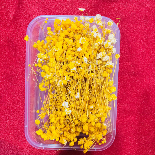 Yellow Baby Breath  Flower