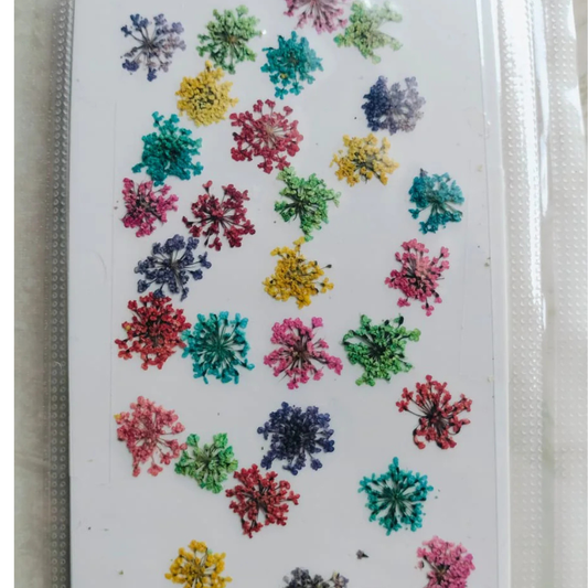 MultiColor Pressed Queen Anne's Lace Flowers