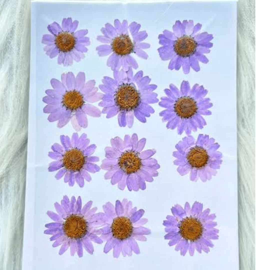 Purple Color Pressed Flower