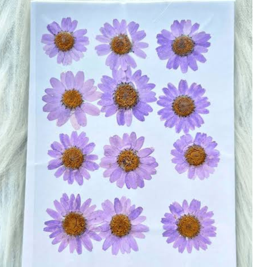 Purple Color Pressed Flower
