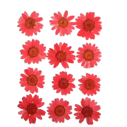 Red Color Pressed Flower
